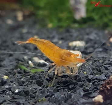 Amber Shrimps OE